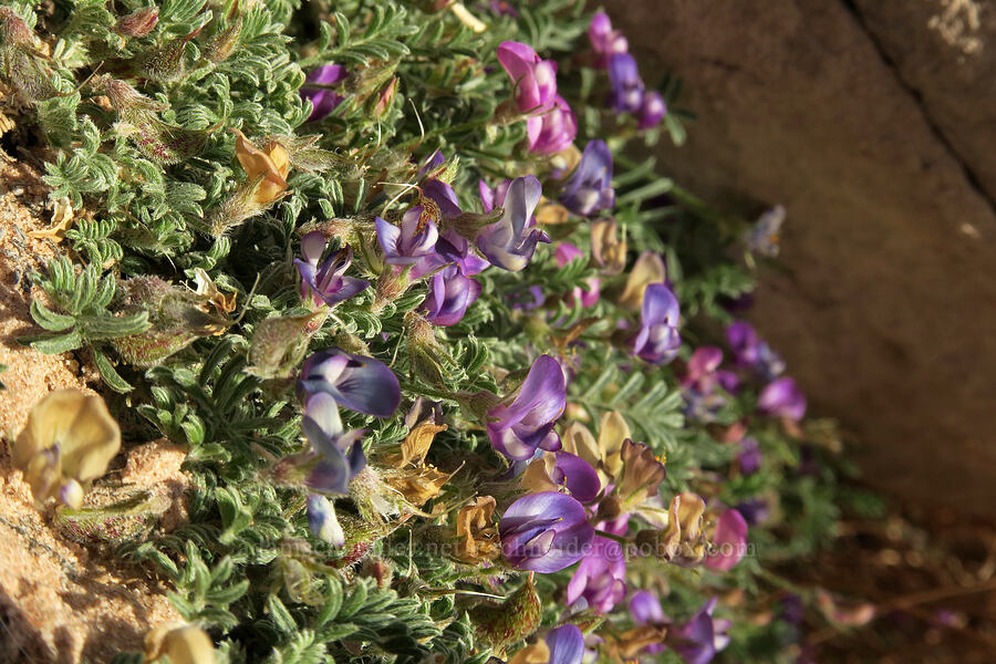 sandstone milk-vetch (Astragalus sesquiflorus) [Wilson Arch, San Juan County, Utah]