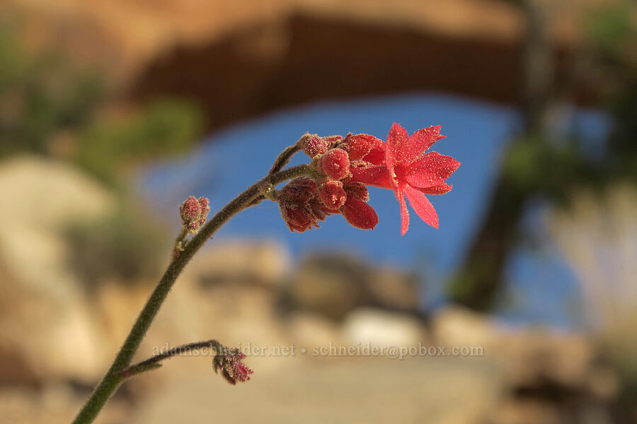 coral gilia (Aliciella subnuda (Gilia subnuda)) [Wilson Arch, San Juan County, Utah]