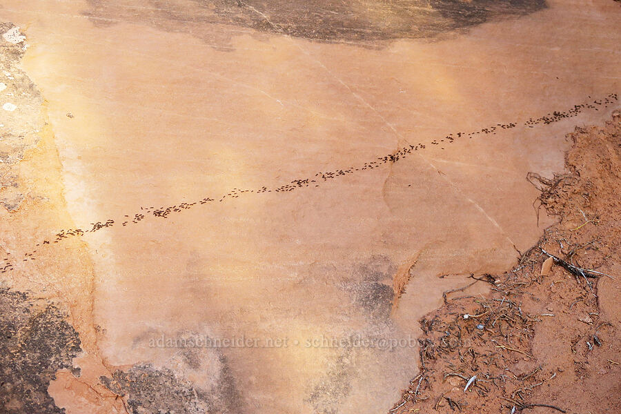 ant highway [Looking Glass Rock, San Juan County, Utah]