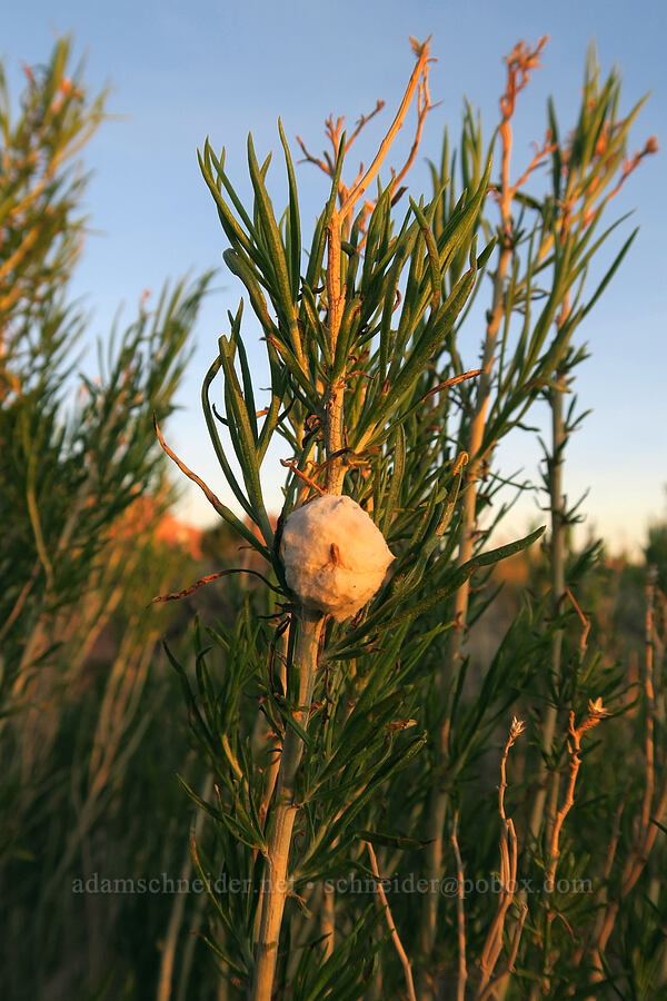 cottony fruit fly gall on rabbitbrush (Aciurina bigeloviae, Ericameria sp.) [Looking Glass Road, San Juan County, Utah]