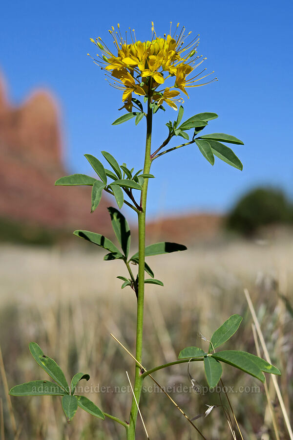 yellow bee plant (Cleomella lutea (Peritoma lutea) (Cleome lutea)) [Hidden Valley Trail, Moab, Grand County, Utah]