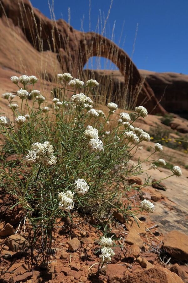 rosy sky-rocket (Ipomopsis roseata) [Corona Arch Trail, Moab, Grand County, Utah]