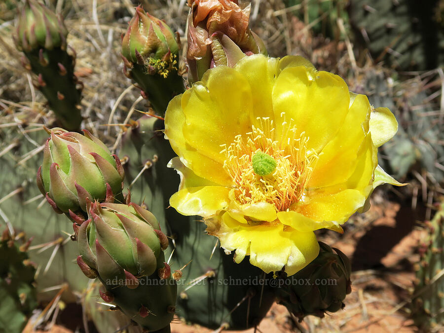 desert prickly-pear cactus (Opuntia phaeacantha) [Corona Arch Trail, Moab, Grand County, Utah]