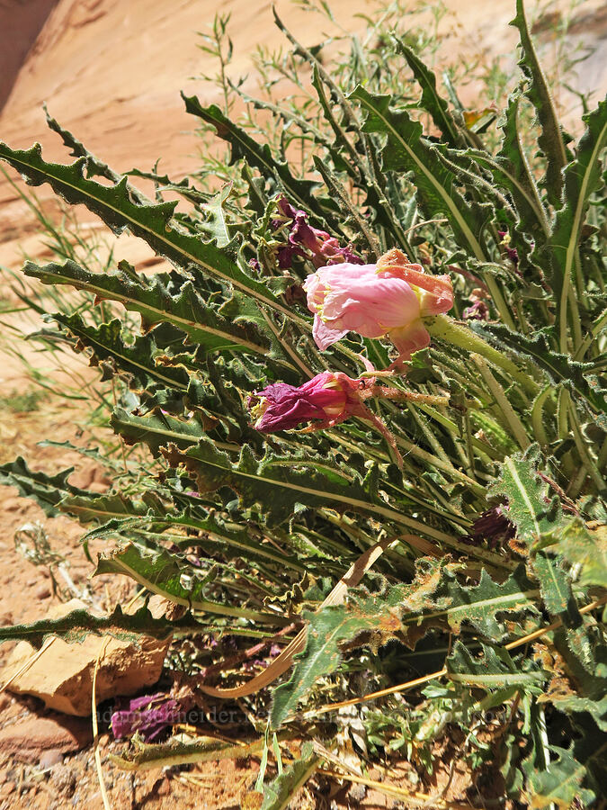 white-stem evening-primrose (Oenothera albicaulus) [Corona Arch Trail, Moab, Grand County, Utah]