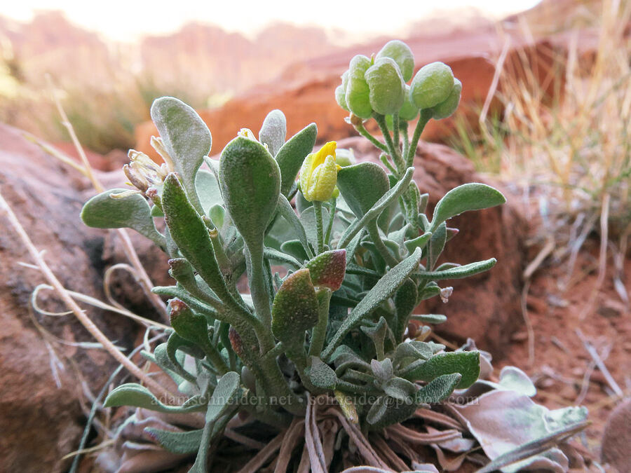 double bladder-pod (Physaria acutifolia) [Corona Arch Trail, Moab, Grand County, Utah]