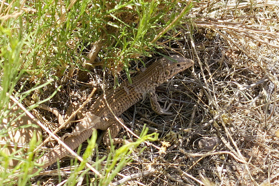 Plateau whiptail lizard (Aspidoscelis tigris septentrionalis (Cnemidophorus tigris septentrionalis)) [Corona Arch Trail, Moab, Grand County, Utah]