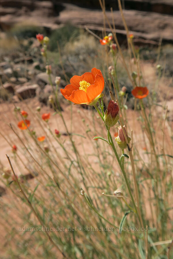 narrow-leaf (scaly) globe mallow (Sphaeralcea leptophylla) [Poison Spider Trail, Moab, Grand County, Utah]