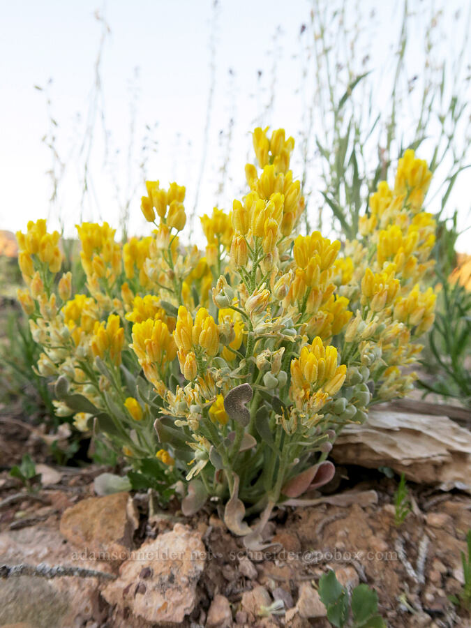 double bladder-pod (Physaria acutifolia) [Horse Canyon Road, Emery County, Utah]