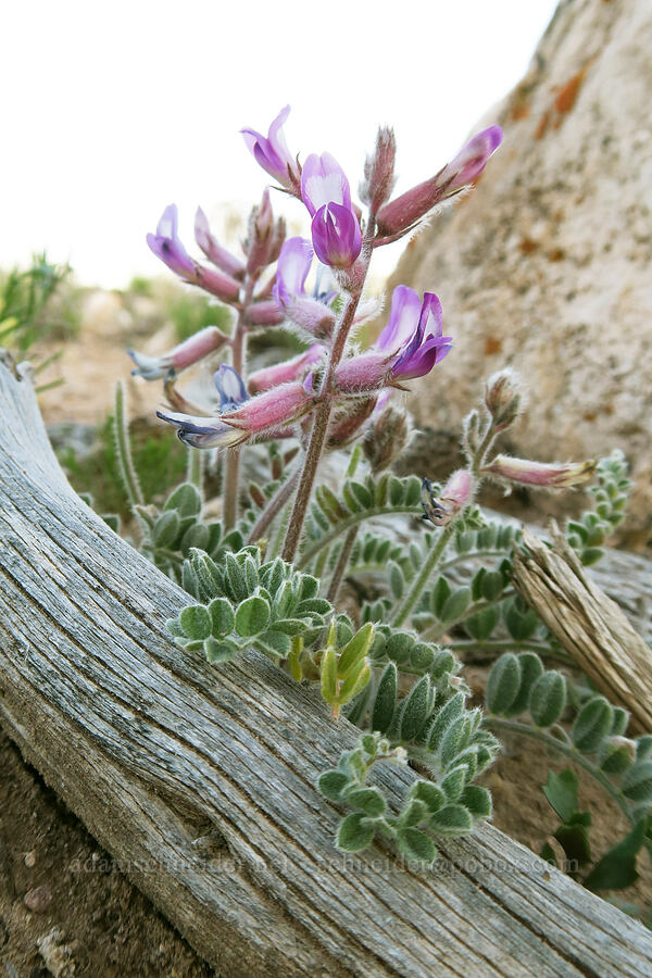 woolly locoweed (Astragalus mollissimus) [Horse Canyon Road, Emery County, Utah]