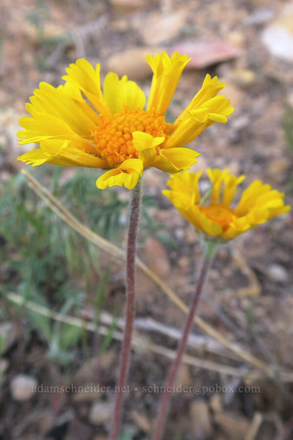 stemless yellow daisy (?) (Tetraneuris acaulis (Hymenoxys acaulis)) [Horse Canyon Road, Emery County, Utah]