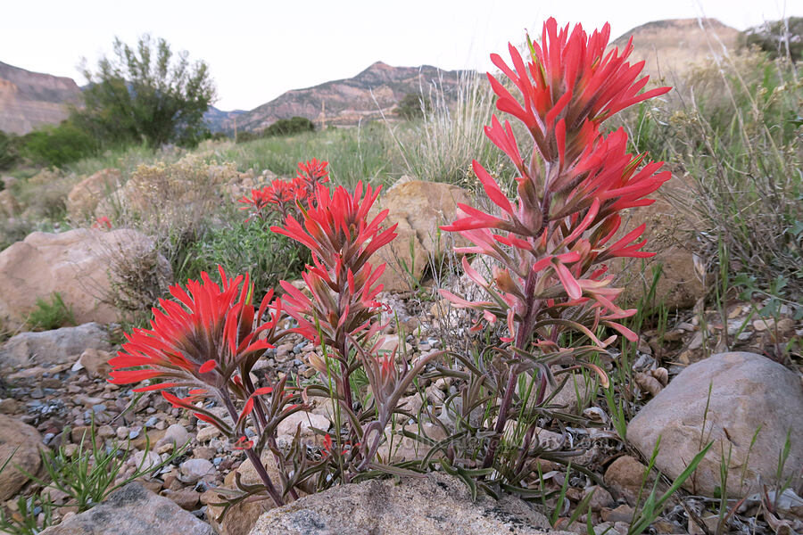 desert paintbrush (Castilleja chromosa (Castilleja angustifolia)) [Horse Canyon Road, Emery County, Utah]