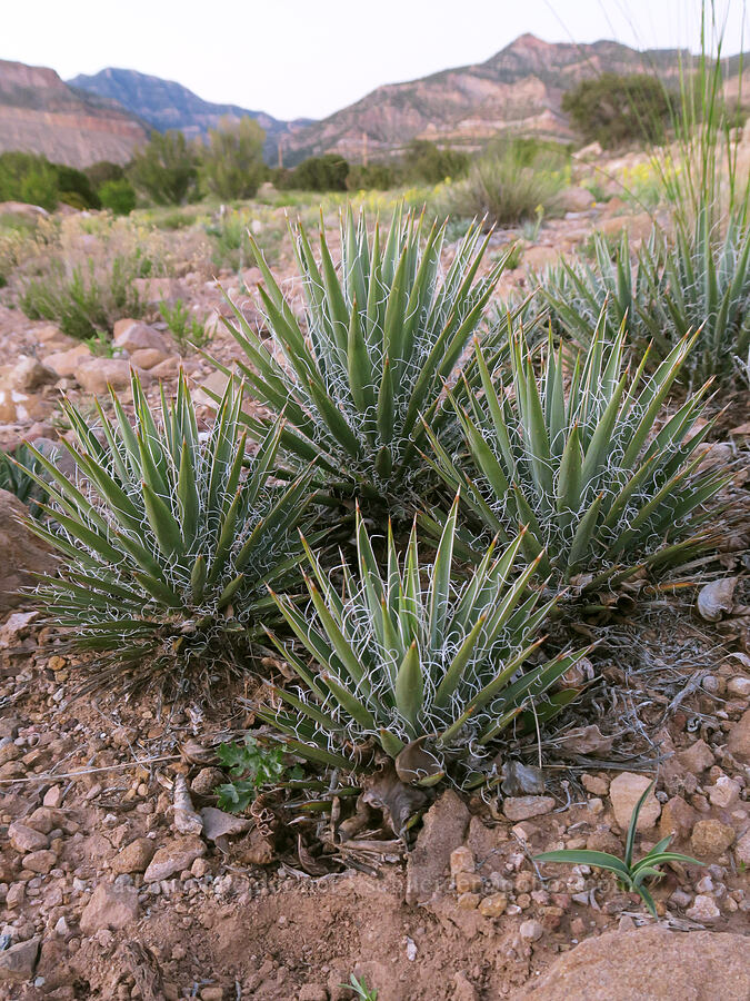 yucca leaves (Yucca harrimaniae) [Horse Canyon Road, Emery County, Utah]