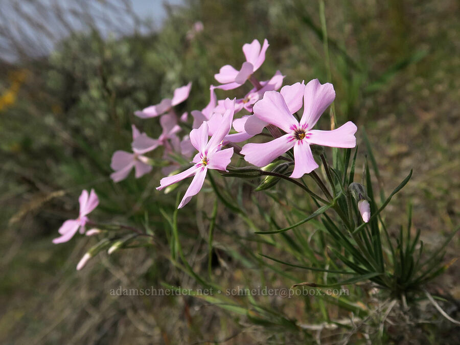 long-leaf phlox (Phlox longifolia) [Lookout Mountain Road, Baker County, Oregon]