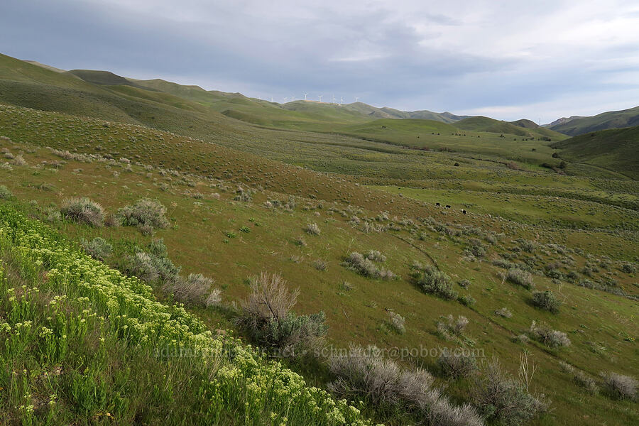 sagebrush hills [Lookout Mountain Road, Baker County, Oregon]