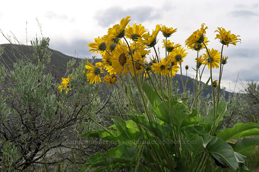 arrow-leaf balsamroot (Balsamorhiza sagittata) [Lookout Mountain Road, Baker County, Oregon]