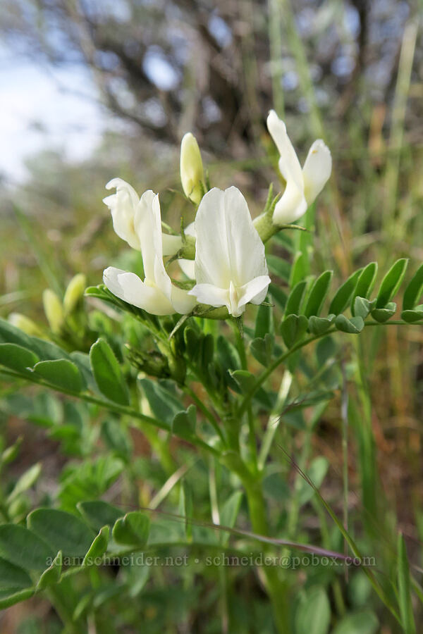 Snake Canyon milk-vetch (Astragalus vallaris) [Lookout Mountain Road, Baker County, Oregon]