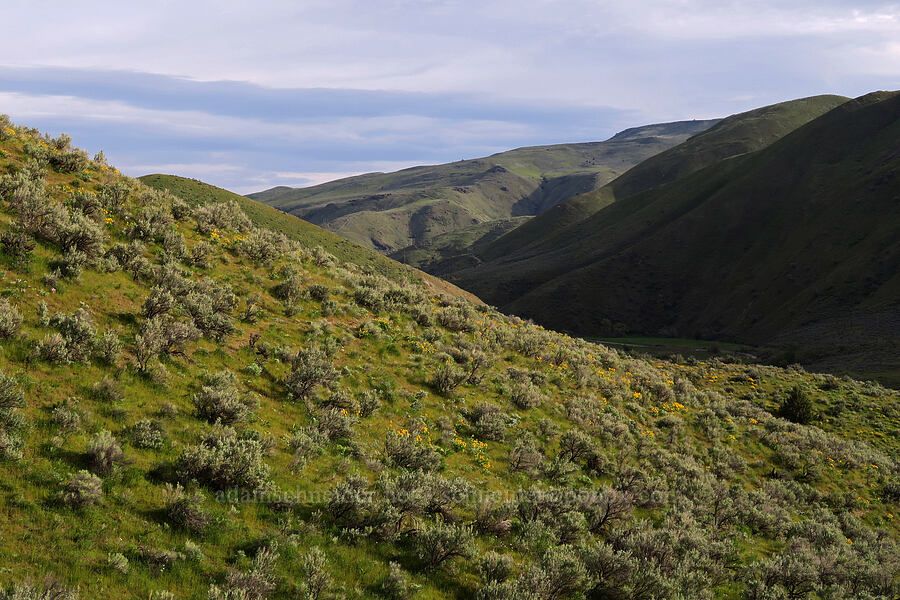 sagebrush & balsamroot (Artemisia tridentata, Balsamorhiza sagittata) [Lookout Mountain Road, Baker County, Oregon]