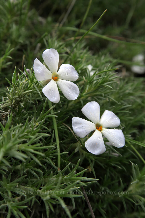 spiny phlox (Phlox hoodii) [Shoshone Falls Park, Twin Falls, Twin Falls County, Idaho]