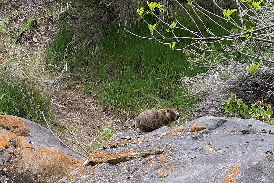 yellow-bellied marmot (rock chuck) (Marmota flaviventris) [Shoshone Falls Park, Twin Falls, Twin Falls County, Idaho]