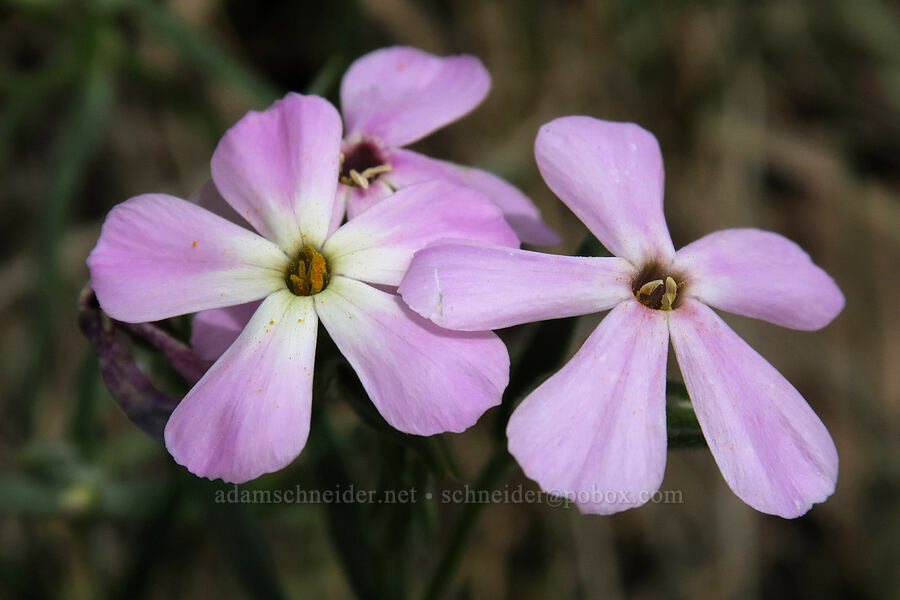 long-leaf phlox (Phlox longifolia) [Rock Canyon Trail, Provo, Utah County, Utah]