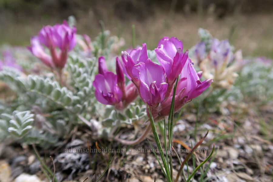 Utah milk-vetch (Astragalus utahensis) [Rock Canyon Trail, Provo, Utah County, Utah]