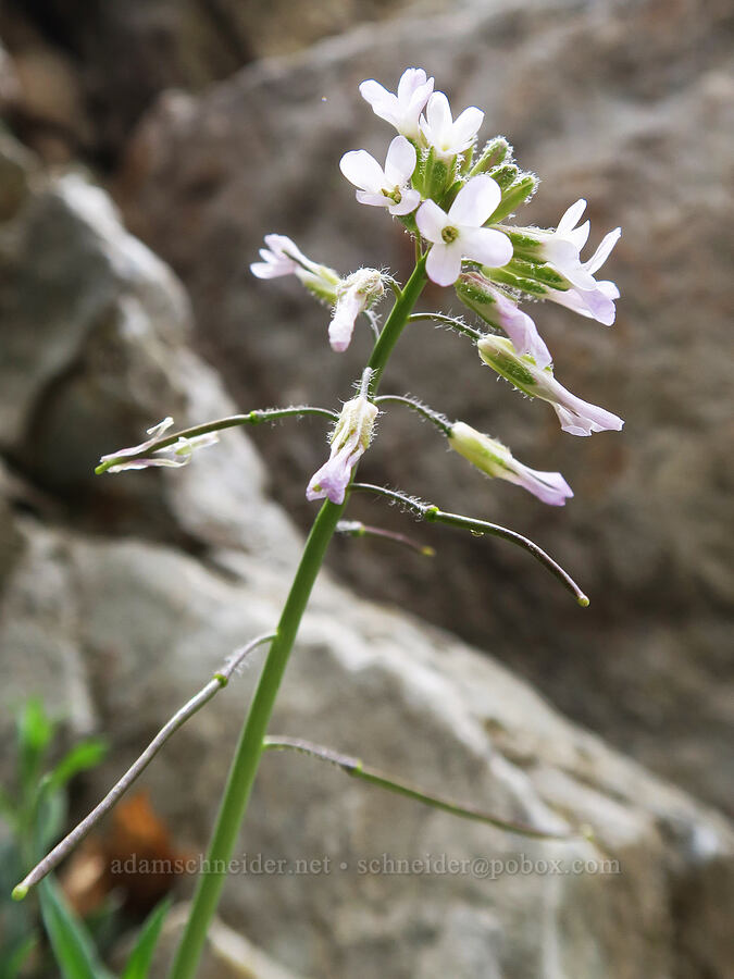 rock-cress (Boechera sp.) [Rock Canyon Trail, Provo, Utah County, Utah]