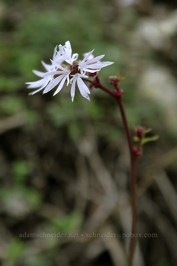 prairie star (Lithophragma glabrum) [Rock Canyon Trail, Provo, Utah County, Utah]