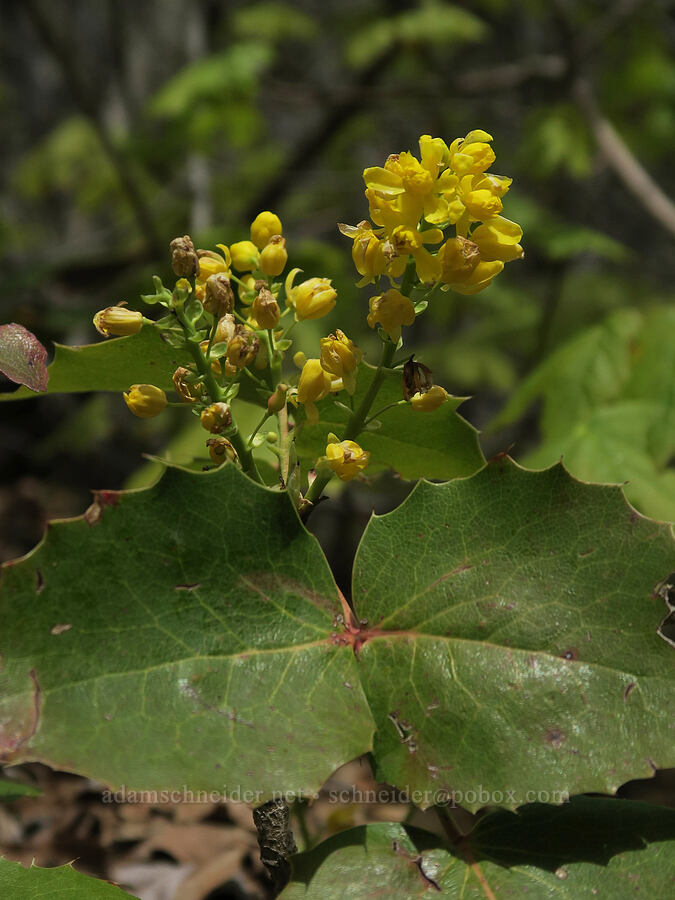 low Oregon-grape (Mahonia repens (Berberis repens)) [Rock Canyon Trail, Provo, Utah County, Utah]