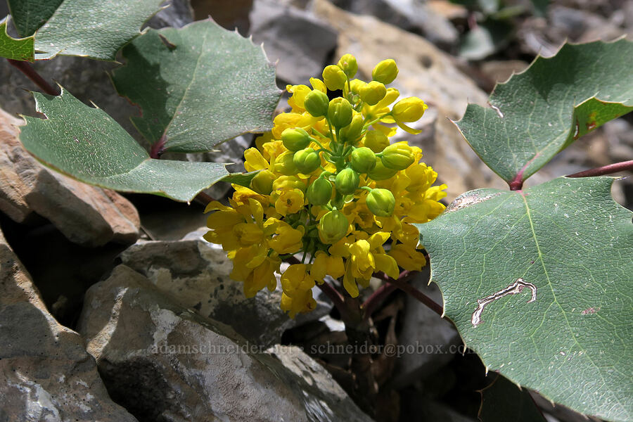 creeping Oregon-grape (Mahonia repens (Berberis repens)) [Rock Canyon Trail, Provo, Utah County, Utah]