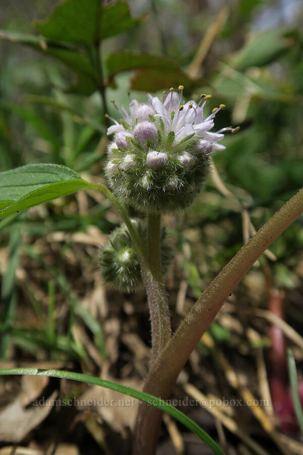 ball-head waterleaf (Hydrophyllum capitatum var. capitatum) [Rock Canyon Trail, Provo, Utah County, Utah]