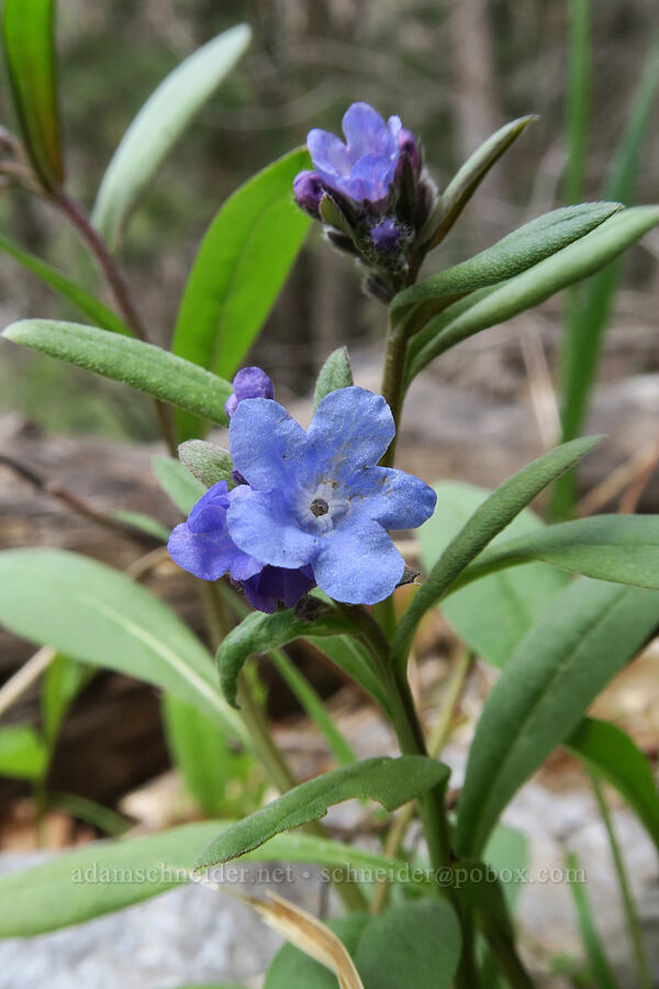 short-style bluebells (Mertensia brevistyla) [Rock Canyon Trail, Provo, Utah County, Utah]