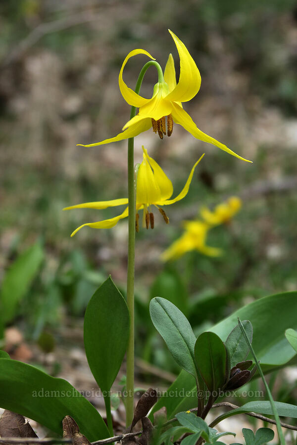 glacier lilies (Erythronium grandiflorum) [Rock Canyon Trail, Provo, Utah County, Utah]