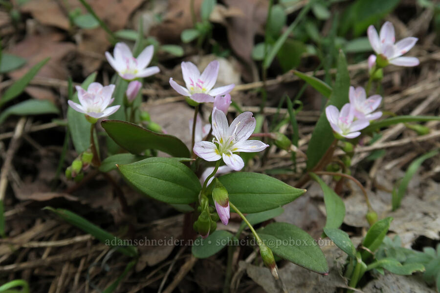 lance-leaf spring-beauty (Claytonia lanceolata) [Rock Canyon Trail, Provo, Utah County, Utah]