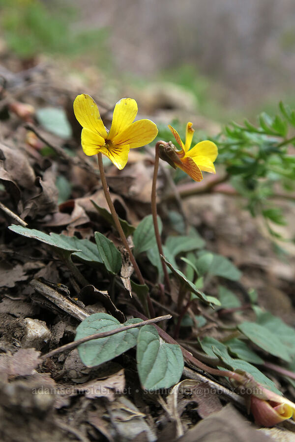 goose-foot violet (Viola purpurea) [Rock Canyon Trail, Provo, Utah County, Utah]