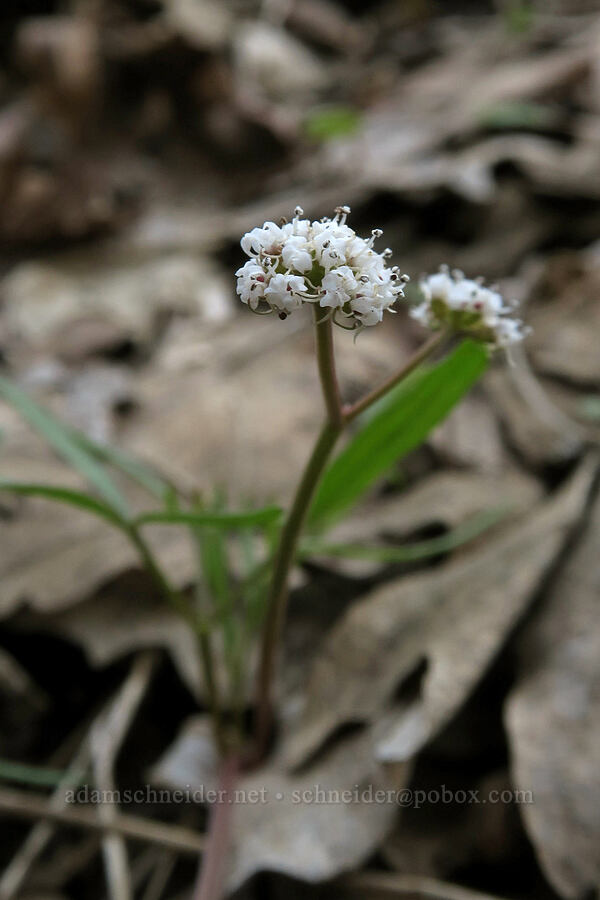 Great Basin Indian-potato (Orogenia linearifolia (Lomatium linearifolium)) [Rock Canyon Trail, Provo, Utah County, Utah]