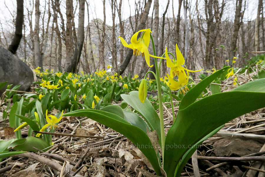 glacier lilies (Erythronium grandiflorum) [Rock Canyon Campground, Provo, Utah County, Utah]