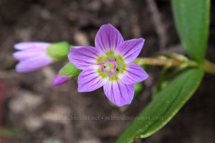 lance-leaf spring-beauty (Claytonia lanceolata) [Rock Canyon Trail, Provo, Utah County, Utah]