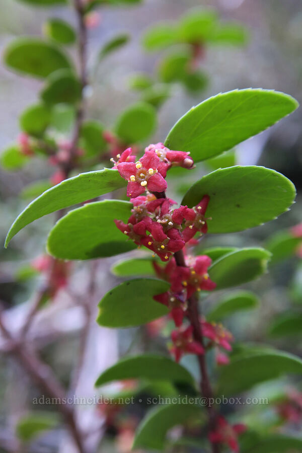 Oregon box-leaf (Paxistima myrsinites) [Rock Canyon Trail, Provo, Utah County, Utah]