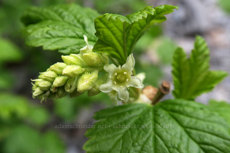 Wolf's currant (Ribes wolfii) [Rock Canyon Trail, Provo, Utah County, Utah]