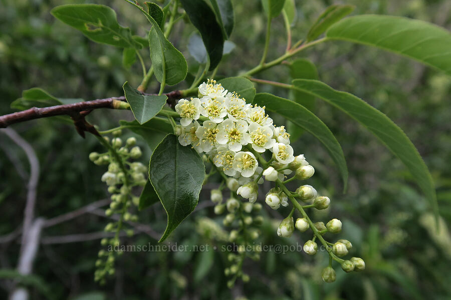 chokecherry flowers (Prunus virginiana) [Rock Canyon Trail, Provo, Utah County, Utah]