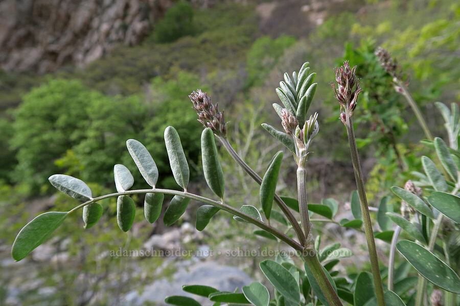 something in the pea family [Rock Canyon Trail, Provo, Utah County, Utah]