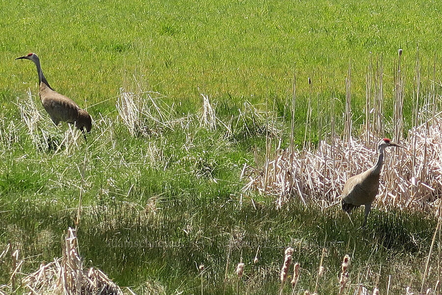 sandhill cranes (Grus canadensis) [SR-167, Uinta-Wasatch-Cache National Forest, Morgan County, Utah]