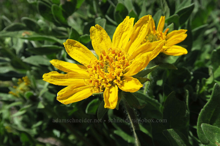 cut-leaf balsamroot (Balsamorhiza macrophylla) [SR-167, Uinta-Wasatch-Cache National Forest, Weber County, Utah]