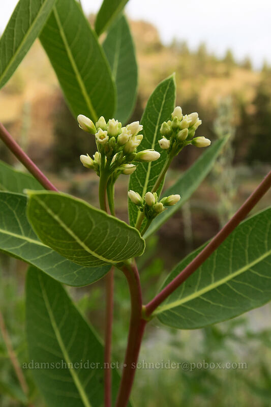 hemp dogbane (Apocynum cannabinum) [River Trail, Smith Rock State Park, Deschutes County, Oregon]