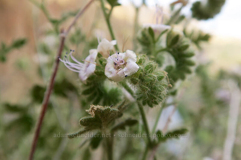 branched phacelia (Phacelia ramosissima) [Asterisk Pass, Smith Rock State Park, Deschutes County, Oregon]