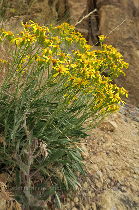 woolly groundsel (Packera cana (Senecio canus)) [Asterisk Pass, Smith Rock State Park, Deschutes County, Oregon]