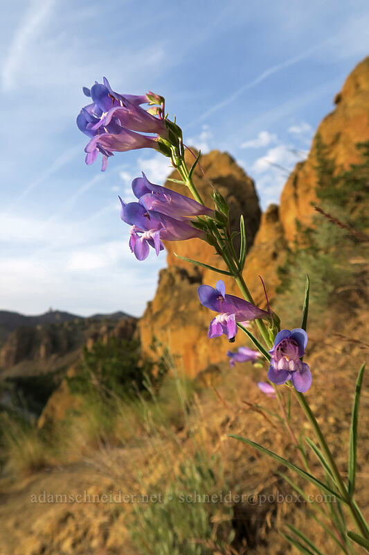 showy penstemon (Penstemon speciosus) [Asterisk Pass Trail, Smith Rock State Park, Deschutes County, Oregon]