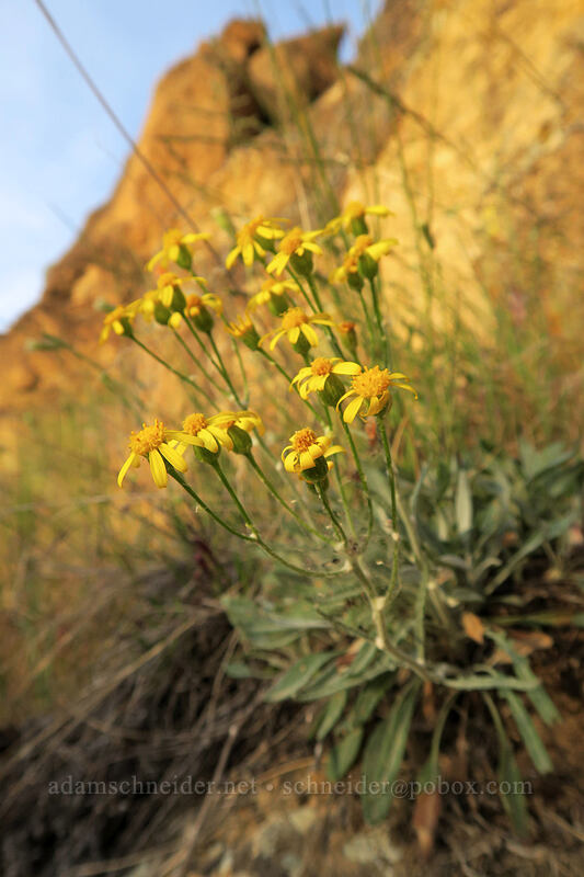 damned yellow composite [Asterisk Pass Trail, Smith Rock State Park, Deschutes County, Oregon]