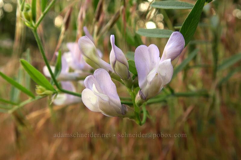 American vetch (Vicia americana) [River Trail, Smith Rock State Park, Deschutes County, Oregon]