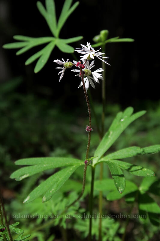 prairie stars & larkspur leaves (Lithophragma glabrum, Delphinium sp.) [Independent Mine Trail, Ochoco National Forest, Crook County, Oregon]